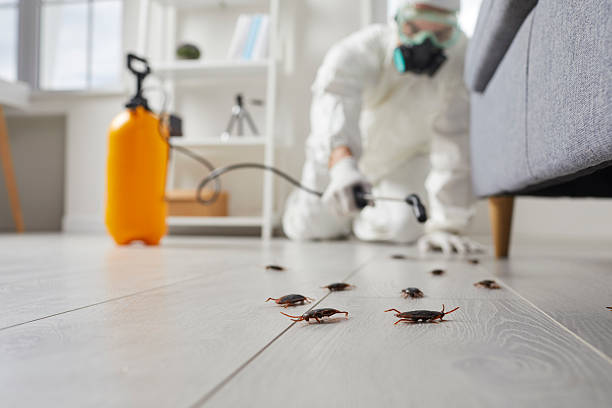 Trusted Termite Control service in Lakes East, CT - Nex Pest Control